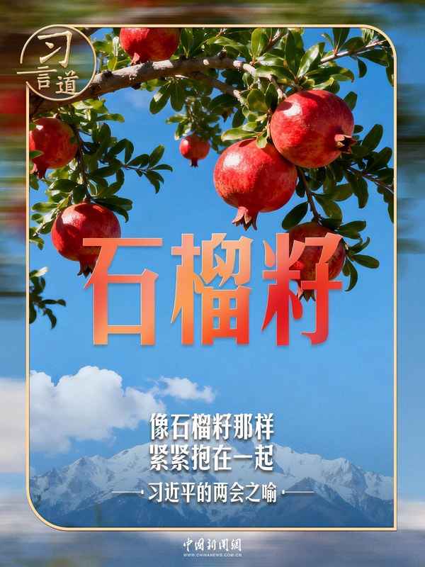 习近平的两会之喻｜像石榴籽那样紧紧抱在一起 新闻