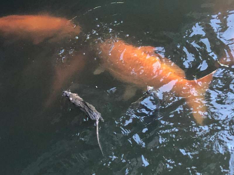 花港观鱼现意外一幕；老鼠游泳争食引热议，专家解析生态互动。