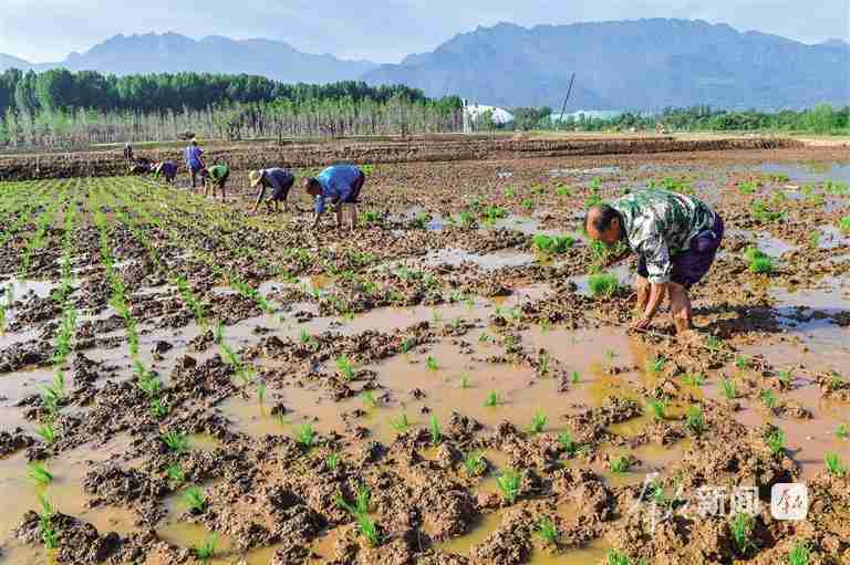 秦岭北麓春色满园;生态修复让田园画卷徐徐展开。 文化旅游