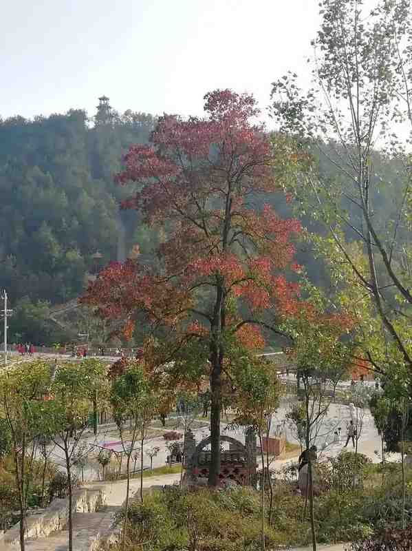  那片沉默的山野，如何治愈了我们这一代人的精神内耗 情感心理