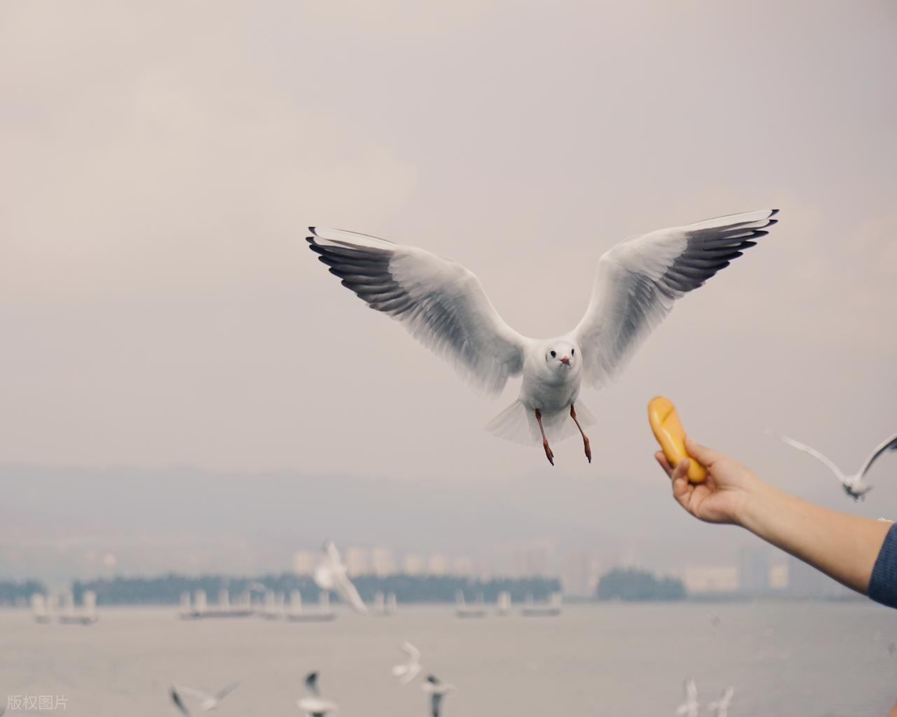  凌晨三点的那通电话，改变了所有人：东北大哥700公里的生死奔赴 影视小说