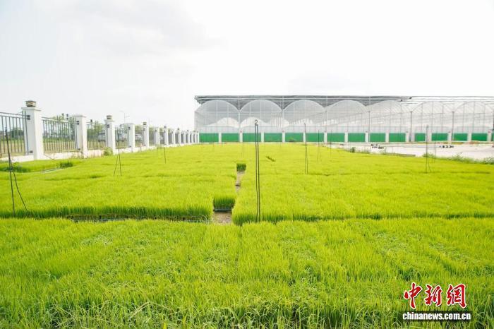  南沙育秧中心的“硬科技”密码：智能育秧如何重塑水稻生产效率 新闻