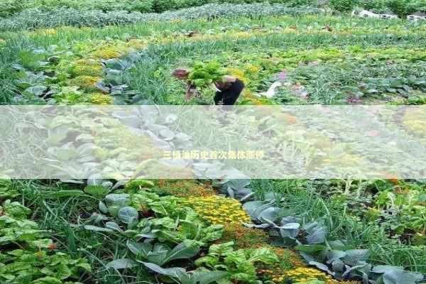 三桶油历史首次集体涨停 三桶油历史首次集体涨停 新闻